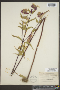 Monarda fistulosa var. fistulosa image