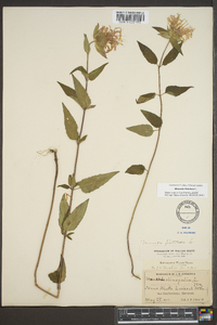 Monarda fistulosa var. fistulosa image