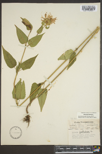 Monarda fistulosa var. fistulosa image