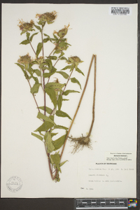 Monarda fistulosa var. fistulosa image