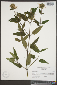 Monarda fistulosa var. fistulosa image