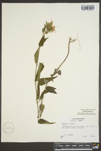 Monarda fistulosa var. fistulosa image