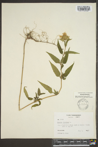 Monarda fistulosa var. fistulosa image