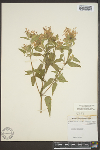 Monarda fistulosa var. fistulosa image