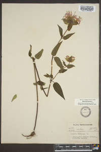 Monarda fistulosa var. fistulosa image