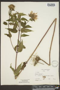 Monarda fistulosa var. fistulosa image