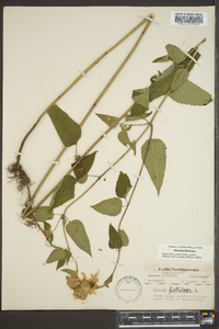 Monarda fistulosa var. fistulosa image