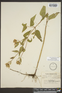 Monarda fistulosa var. fistulosa image