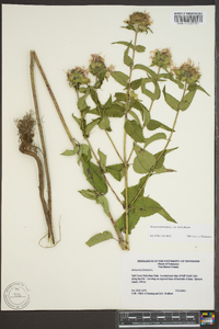 Monarda fistulosa var. mollis image