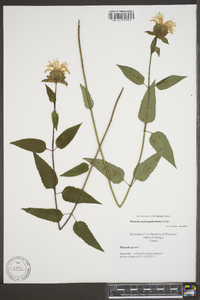 Monarda austroappalachiana image