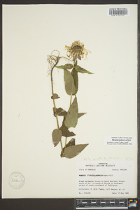 Monarda bradburiana image