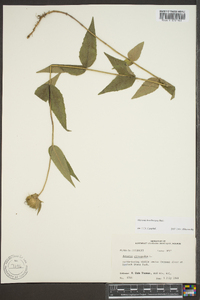 Monarda bradburiana image