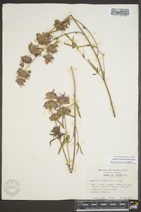 Monarda citriodora image