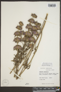 Monarda citriodora image