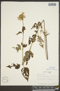 Monarda clinopodia image