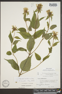 Monarda clinopodia image