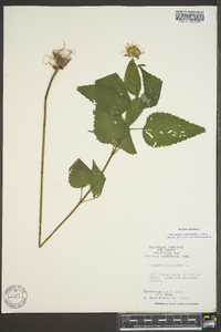 Monarda clinopodia image