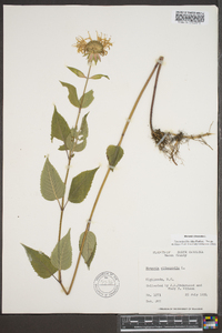 Monarda clinopodia image