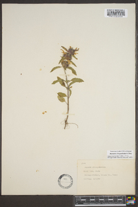 Monarda clinopodia image