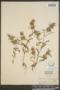 Monarda clinopodia image