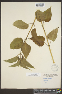 Monarda didyma image