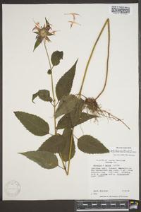 Monarda × media image