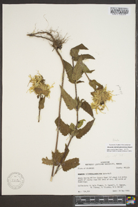 Monarda fistulosa subsp. fistulosa image