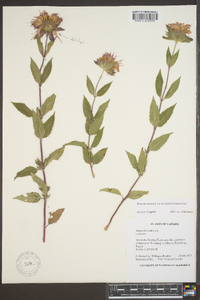 Monarda fistulosa var. menthifolia image