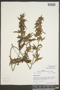 Monarda punctata image