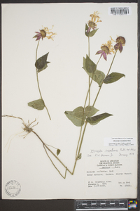 Monarda russeliana image