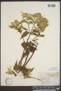 Monarda fistulosa subsp. fistulosa image