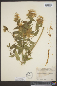 Monarda fistulosa subsp. fistulosa image