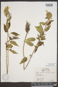 Monarda fistulosa subsp. fistulosa image