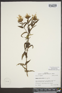 Monarda fistulosa subsp. fistulosa image