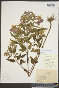 Monarda fistulosa subsp. fistulosa image