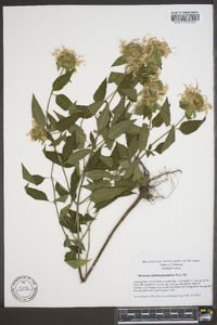 Monarda fistulosa subsp. fistulosa image