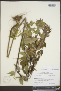 Monarda fistulosa subsp. fistulosa image