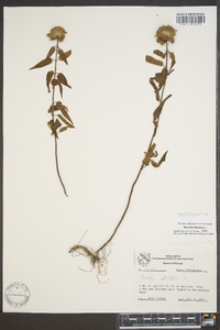 Monarda fistulosa subsp. fistulosa image