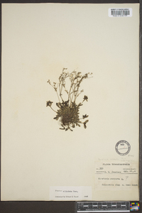 Houstonia ciliolata image