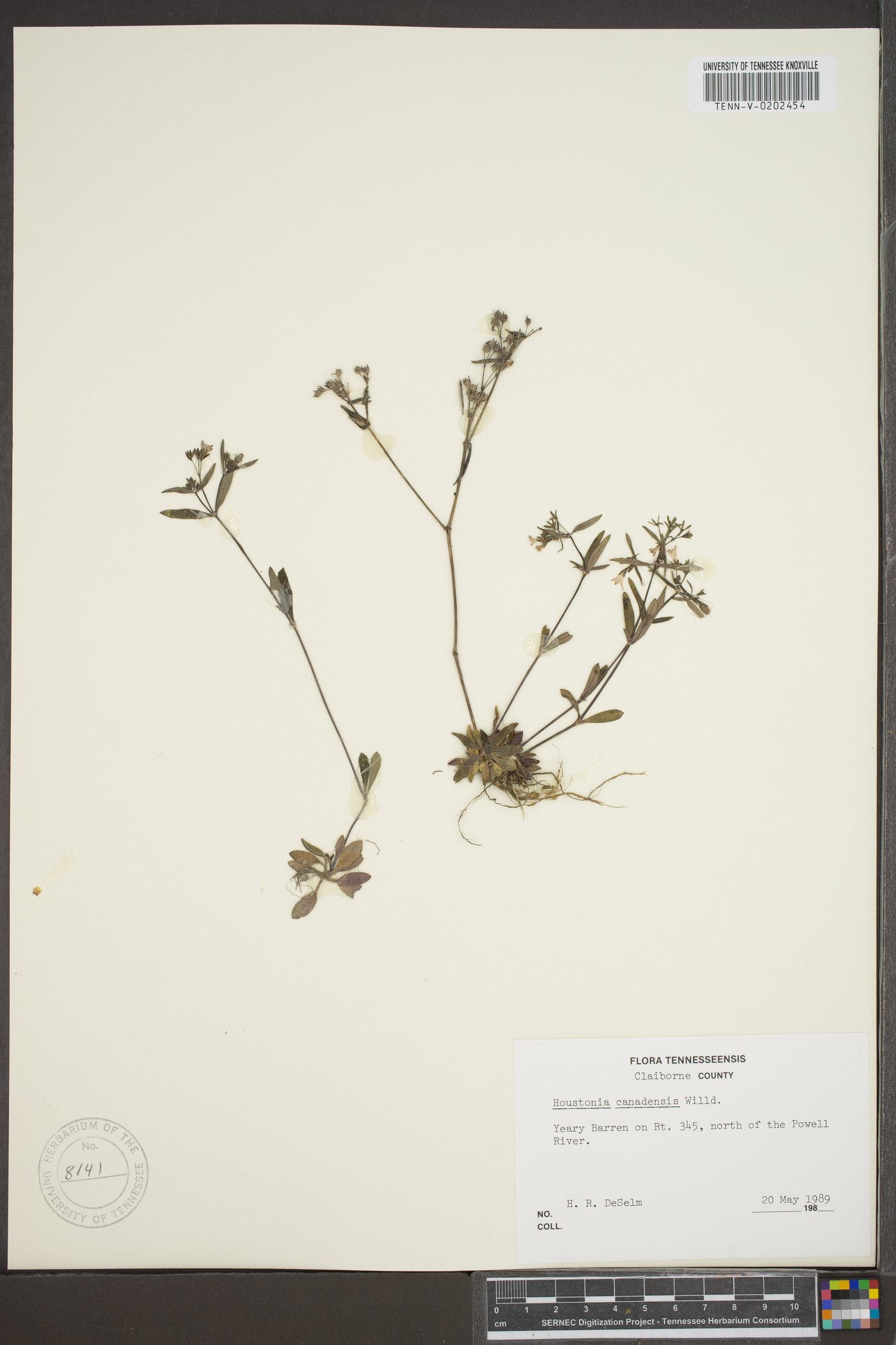 Houstonia ciliolata image