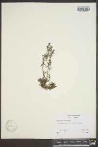 Houstonia ciliolata image