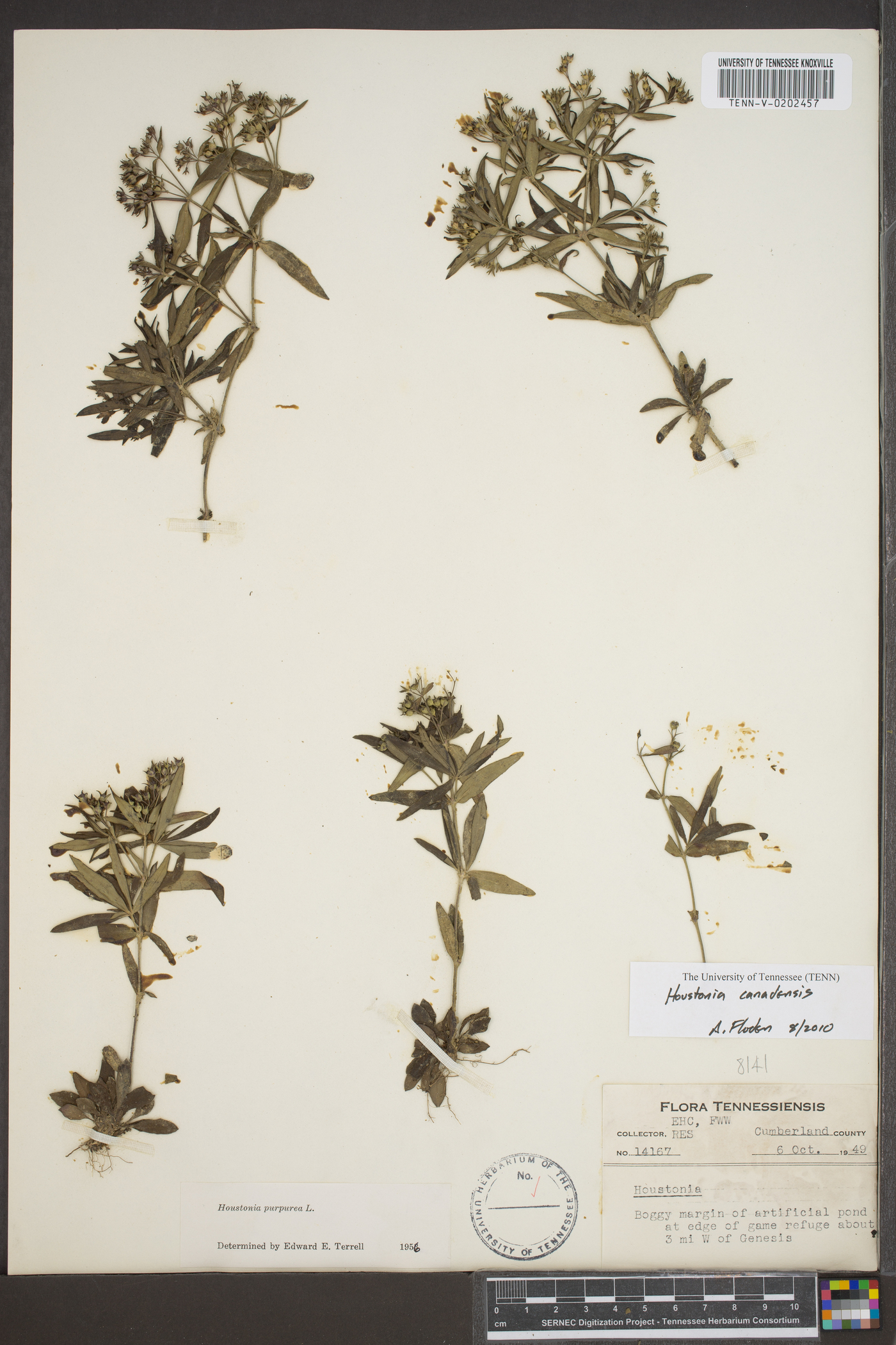 Houstonia ciliolata image