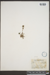 Houstonia ciliolata image