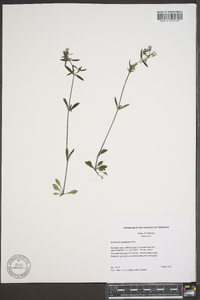 Houstonia canadensis image