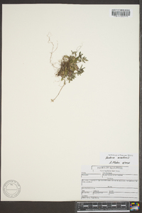 Houstonia canadensis image