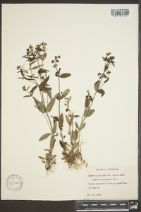 Houstonia canadensis image