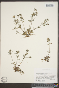 Houstonia canadensis image