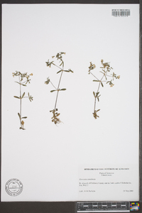 Houstonia canadensis image