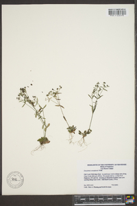 Houstonia canadensis image