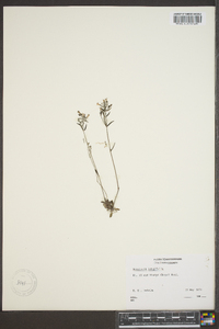 Houstonia longifolia image